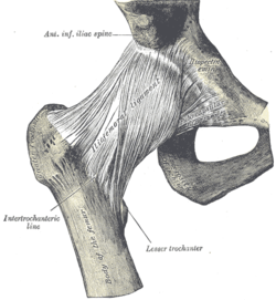 Pathologies de la Hanche